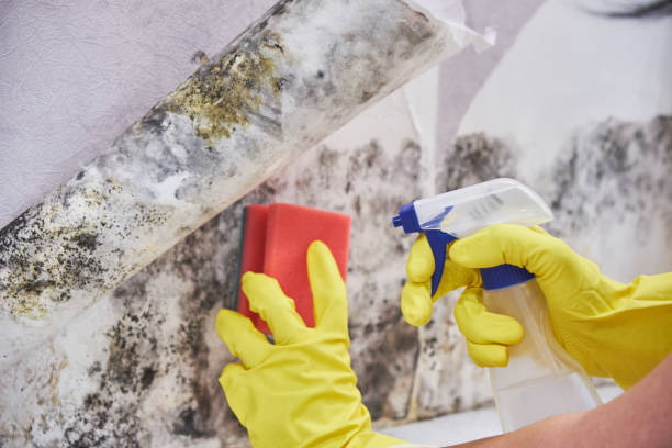 Best Forensic Mold Investigation  in USA